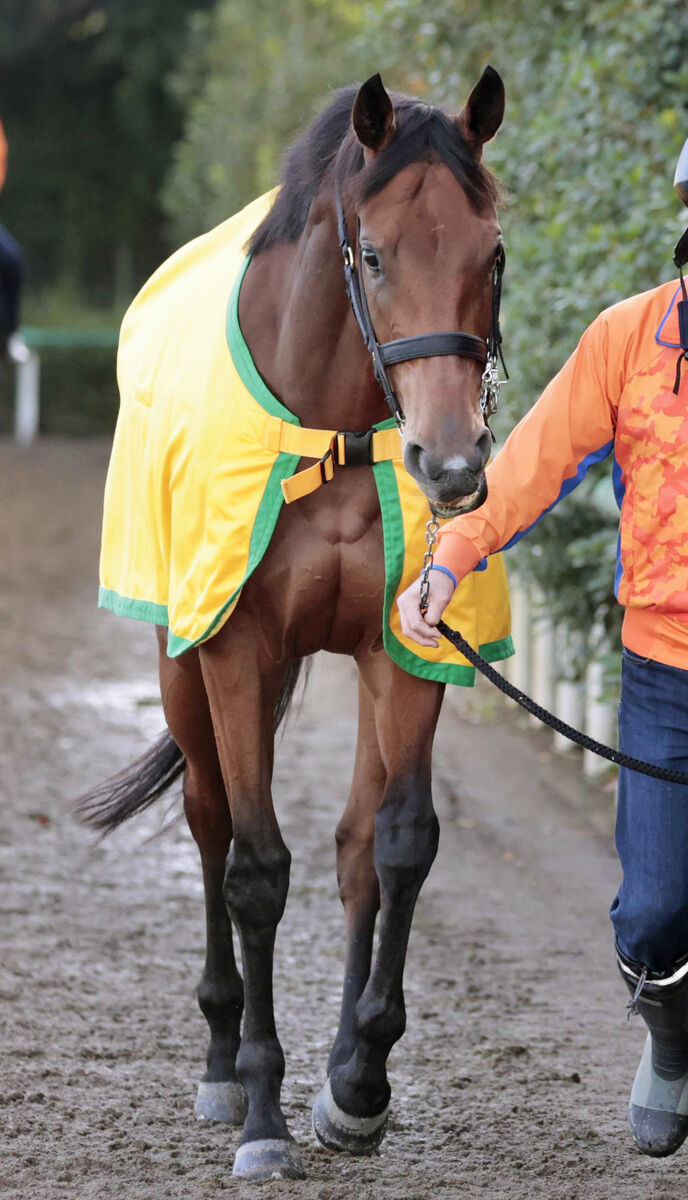 【エリザベス女王杯】落馬骨折一緒に乗り越えシンリョクカと木幡初也騎手初Ｇ１だ