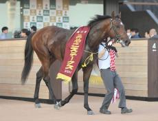 【注目馬動向】サンライズジパングは武豊騎手とコンビ復活でチャンピオンズＣ　ノットゥルノは東京大賞典を視野