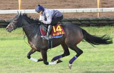 【エリザベス女王杯】６戦４勝の４歳馬「言うことない追い切り」初騎乗の坂井瑠星騎手が満点評価