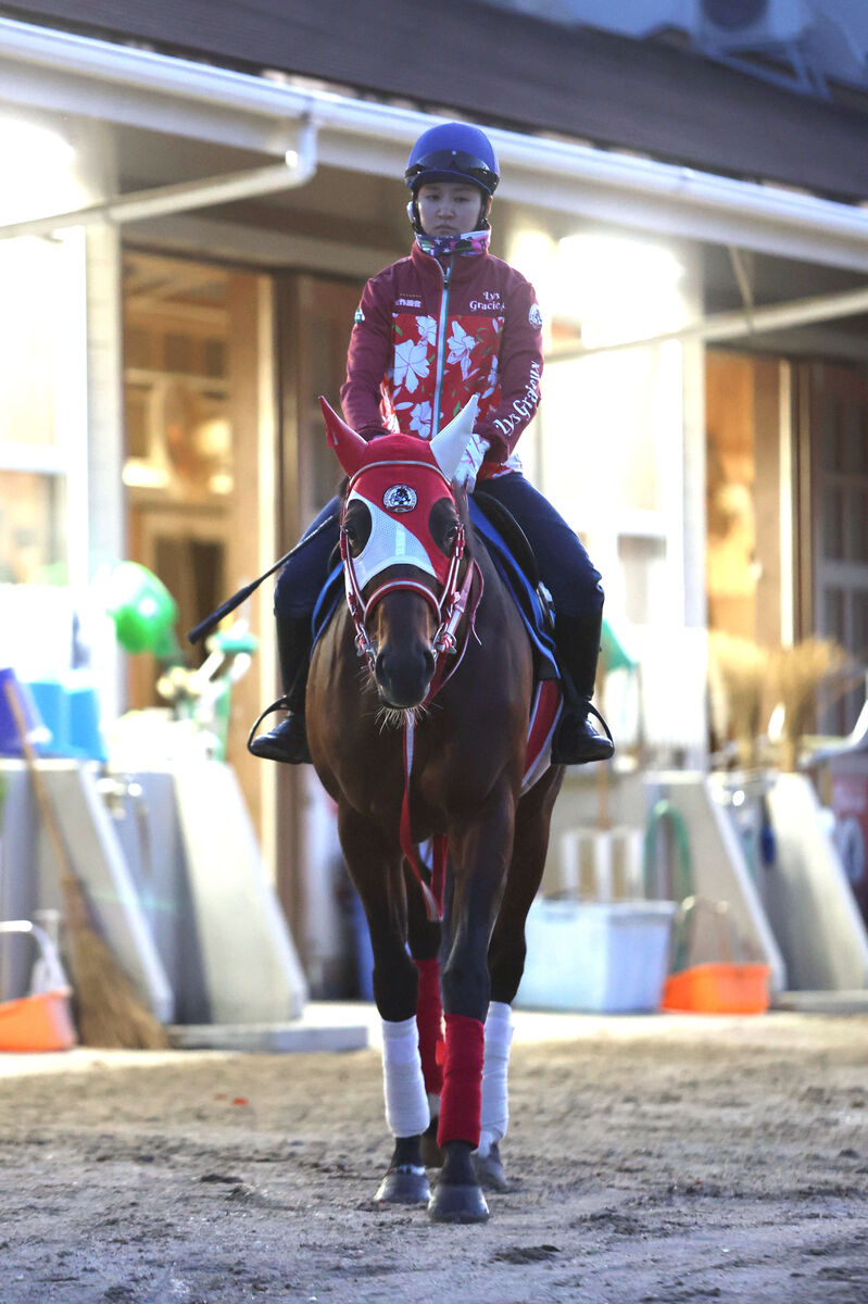 バスラットレオンがＪＲＡの競走馬登録を抹消　今後は種牡馬もけい養先は未定