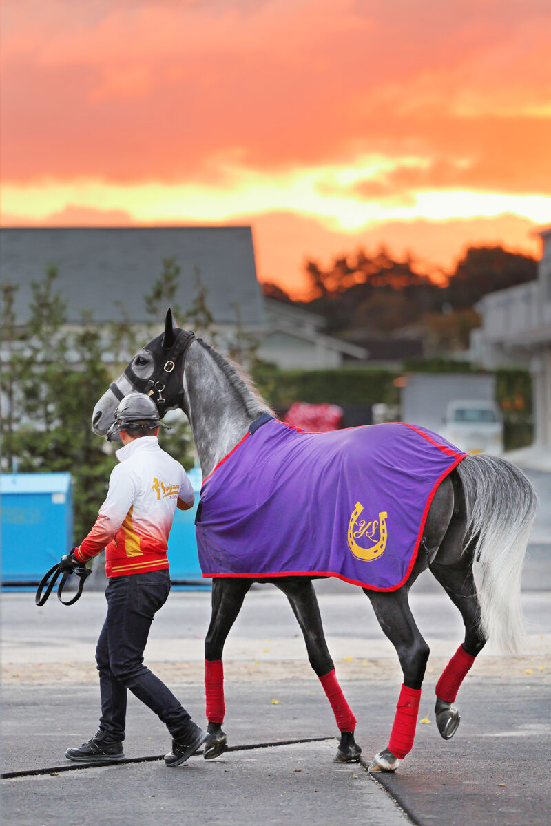 【エリザベス女王杯】競走馬になれない危機乗り越えＧ１初挑戦の５歳馬　杉山佳調教師「強くなってきた」