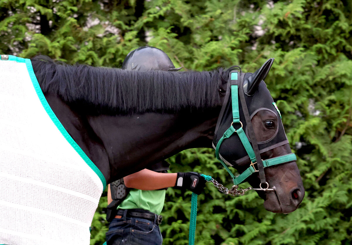 【注目馬動向】ジャスティンパレスはＣデムーロ騎手と再コンビでジャパンＣ参戦