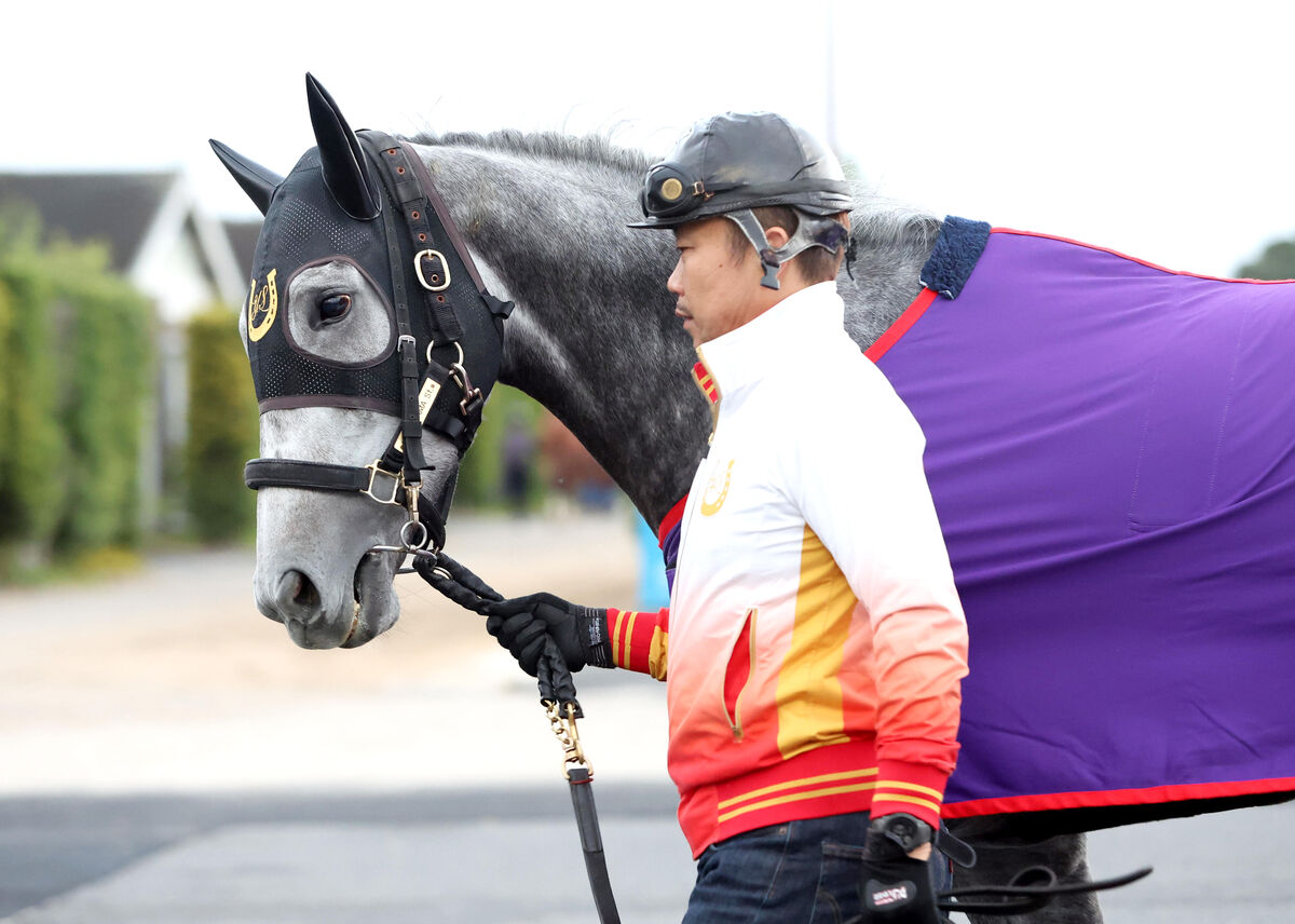 【エリザベス女王杯】コスタボニータは仕上がり万全　杉山佳調教師「いい形で競馬に向かえる」