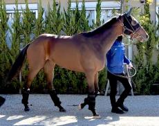 【エリザベス女王杯】レガレイラが京都競馬場に到着　陣営「ここは負けられない気持ち」