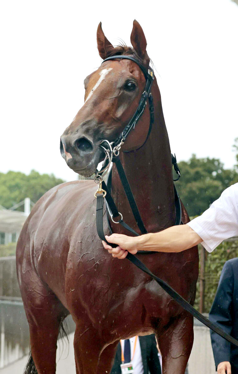 【東京スポーツ杯２歳Ｓ・浅子の特注馬】フットワークに目を奪われたレッドキングリー　この時期の走りは天性のもの