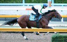 ダート重賞２勝のプロミストウォリアが右前屈腱炎を発症し引退　種牡馬入りへ