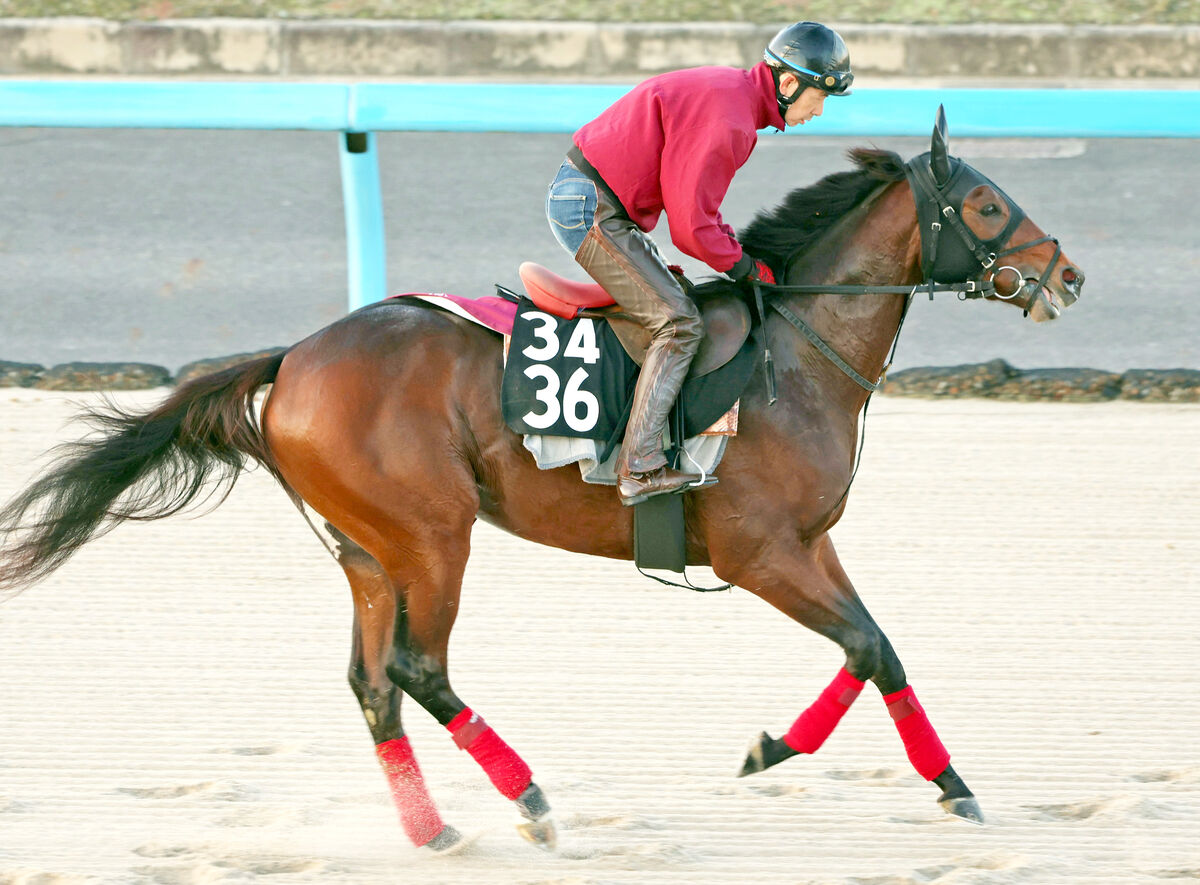 【東スポ杯２歳Ｓ】「広いコースが合う」松永幹夫師期待の良血馬が２戦目の出世レースで才能開花させる