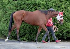 【注目馬動向】エリザベス女王杯２着のラヴェルは続戦　香港国際競走やチャレンジＣなどが候補