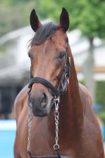 【注目馬動向】皐月賞馬ジャスティンミラノが右前浅屈腱炎で電撃引退　来春から種牡馬入りへ