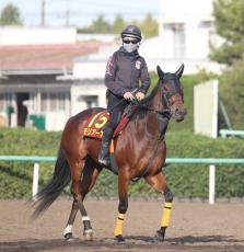 ２３年紫苑Ｓの勝ち馬モリアーナが引退　武藤調教師「誰しもが忘れもしない紫苑Ｓの走りだった」