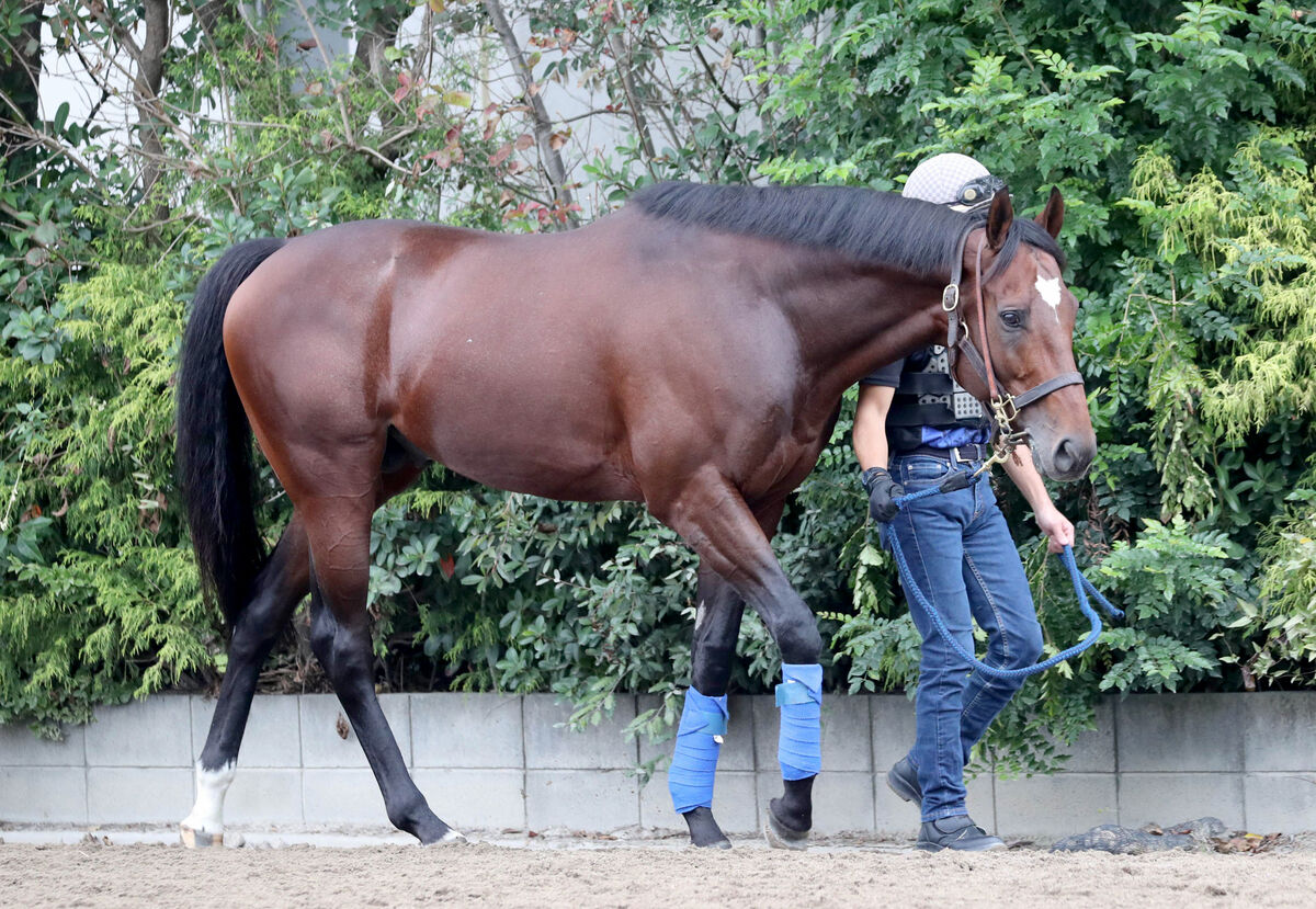 【注目馬動向】タスティエーラが香港カップの招待を受諾　レーン騎手と日本ダービー以来のコンビ復活