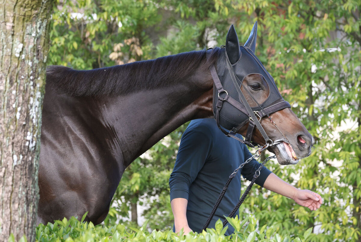 【マイルＣＳ】Ｇ１初挑戦の富士Ｓ勝ち馬ジュンブロッサムは３枠５番　友道調教師が一番気になっているのは？