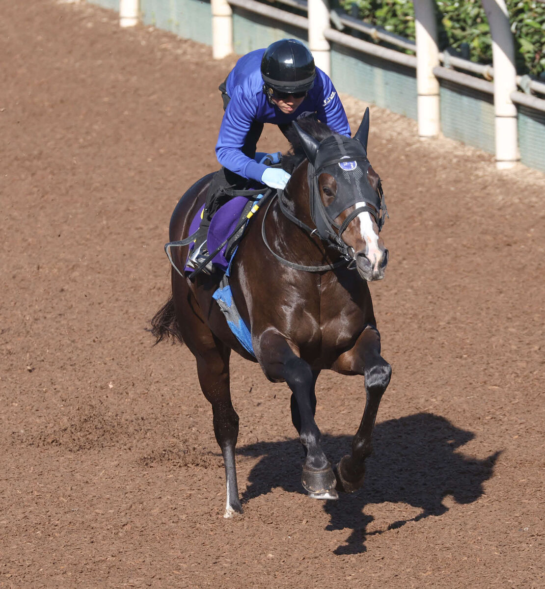 【マイルＣＳ】大混戦！　単勝５倍以下が４頭　唯一のＧ１未勝利馬は３年連続挑戦のあの馬　前日オッズ