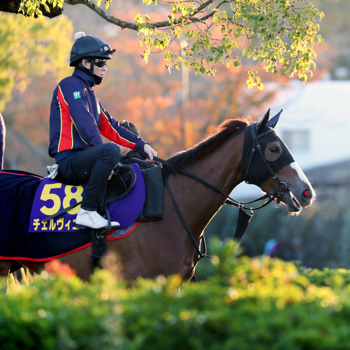 【ジャパンＣ・浅子の特注馬】３歳牝馬はハイアベレージ　今年の２冠牝馬チェルヴィニアは信頼度が高い