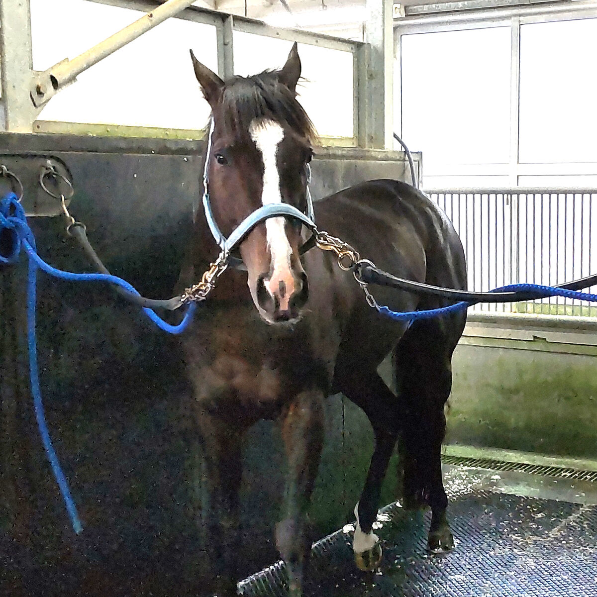 【マイルＣＳ】Ｇ１初制覇のソウルラッシュが元気な姿　陣営「馬の頑張りとジョッキーの神騎乗に尽きます」