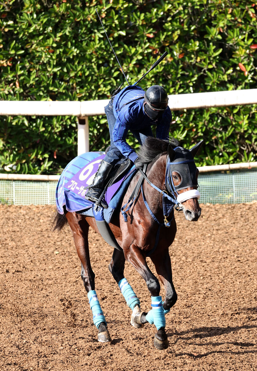 【ジャパンＣ】馬に気持ちが入ったブローザホーン　菅原明良騎手「前向きさがあっていいと思います」