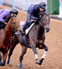 【ジャパンＣ】ドバイの雪辱を期すスターズオンアースが余力十分に併入　高柳瑞調教師「今年もいいと思っています」