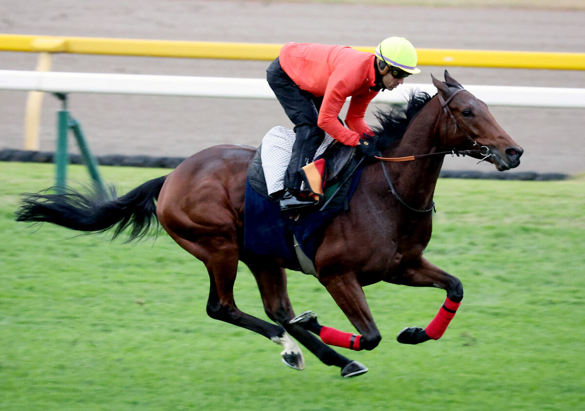 ジャパンＣに出走するゴリアットのオーナー「結果を出して香港に行きます」　香港ヴァーズでも日本馬と激突へ