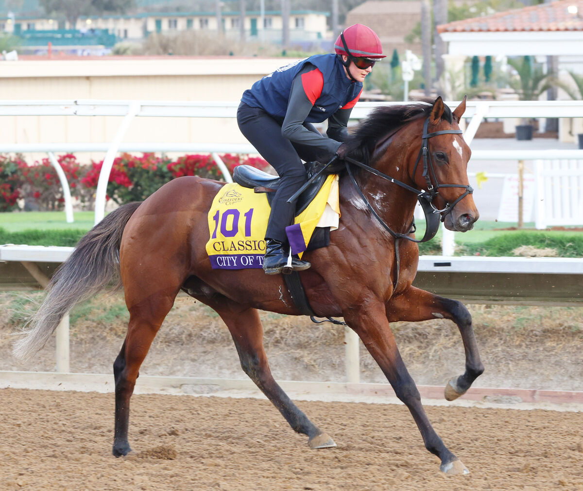 欧州の年度代表馬にシティオブトロイが選出　Ａオブライエン調教師「今まで見たことのない、素晴らしい馬だった」