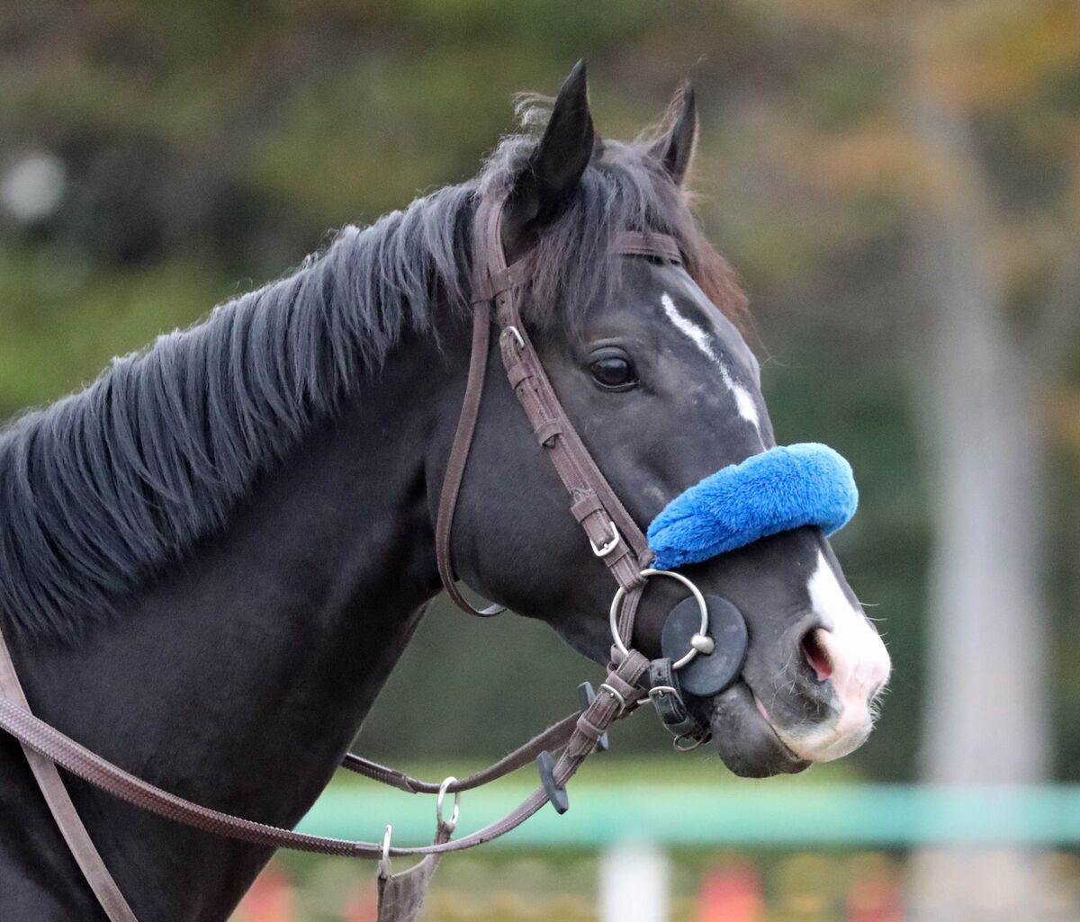 馬トク外厩情報からの推奨馬…ジャパンカップ・Ｇ１