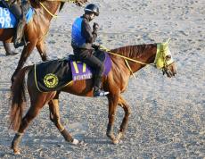 【注目馬動向】メイショウハリオがチャンピオンズＣ回避　２１日の追い切り後に左後肢の筋肉痛発症