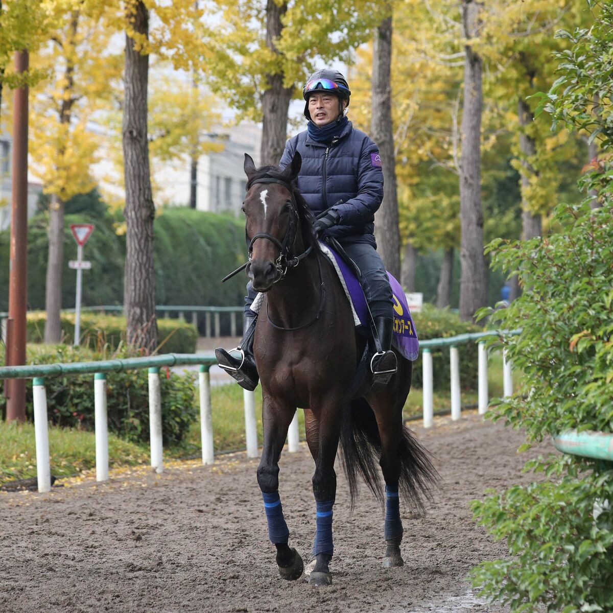 日曜東京競馬場の注目激走馬…東京１２Ｒジャパンカップ・Ｇ１