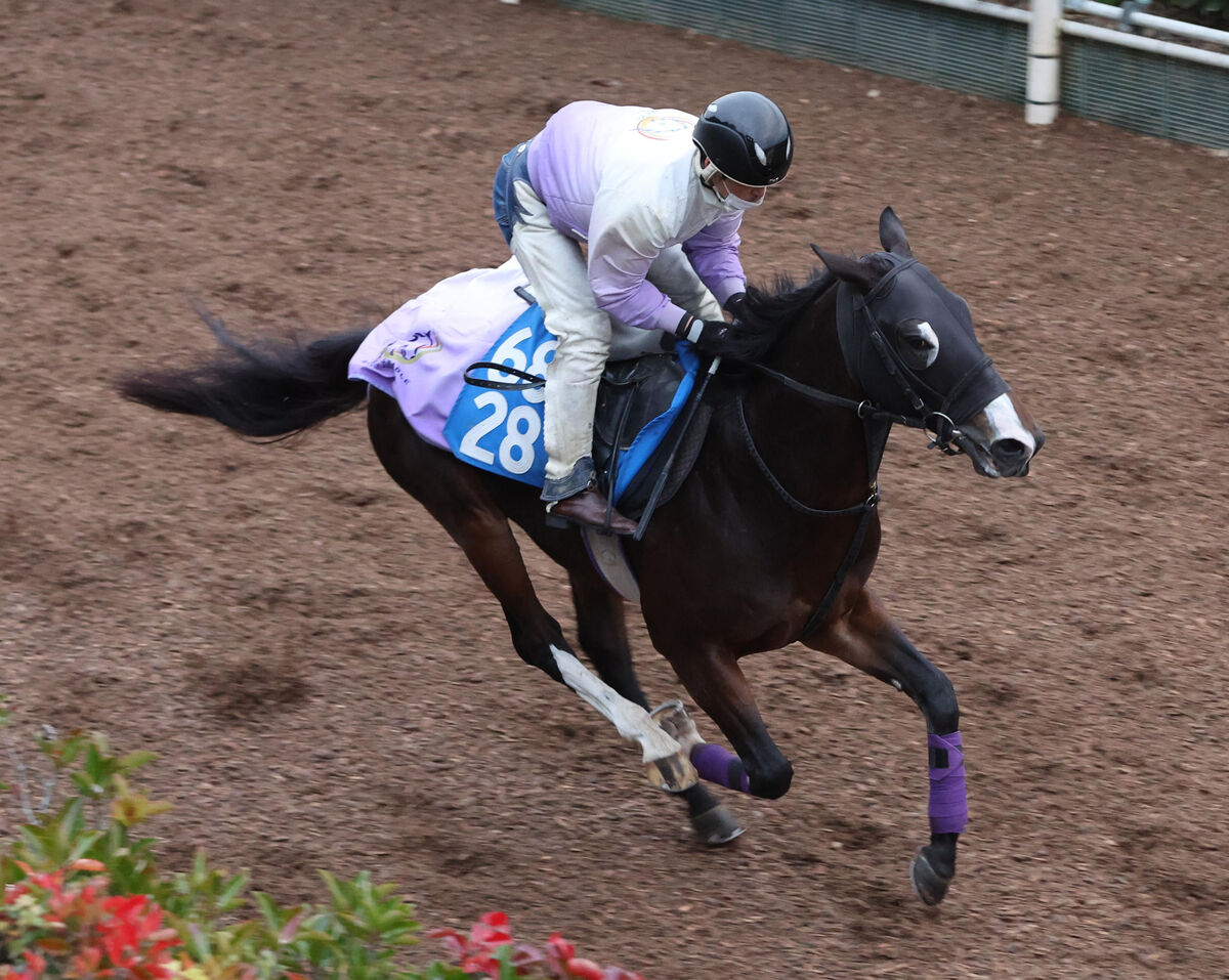 日曜京都競馬場の注目激走馬…京都１２Ｒ京阪杯・Ｇ３