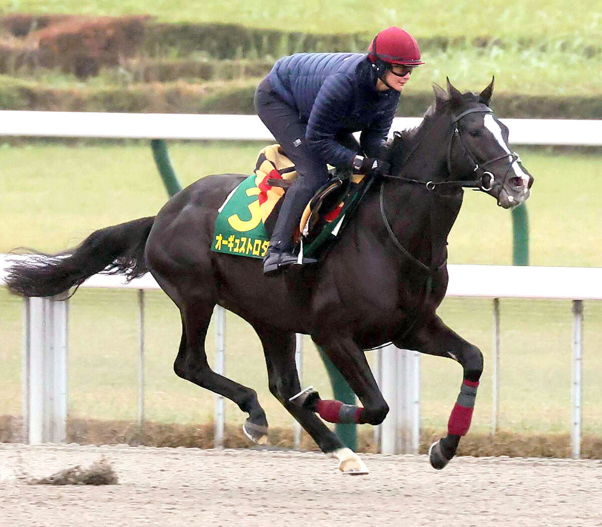 【ジャパンＣ】ディープインパクト産駒オーギュストロダンは父の故郷で有終Ｖ飾れず　