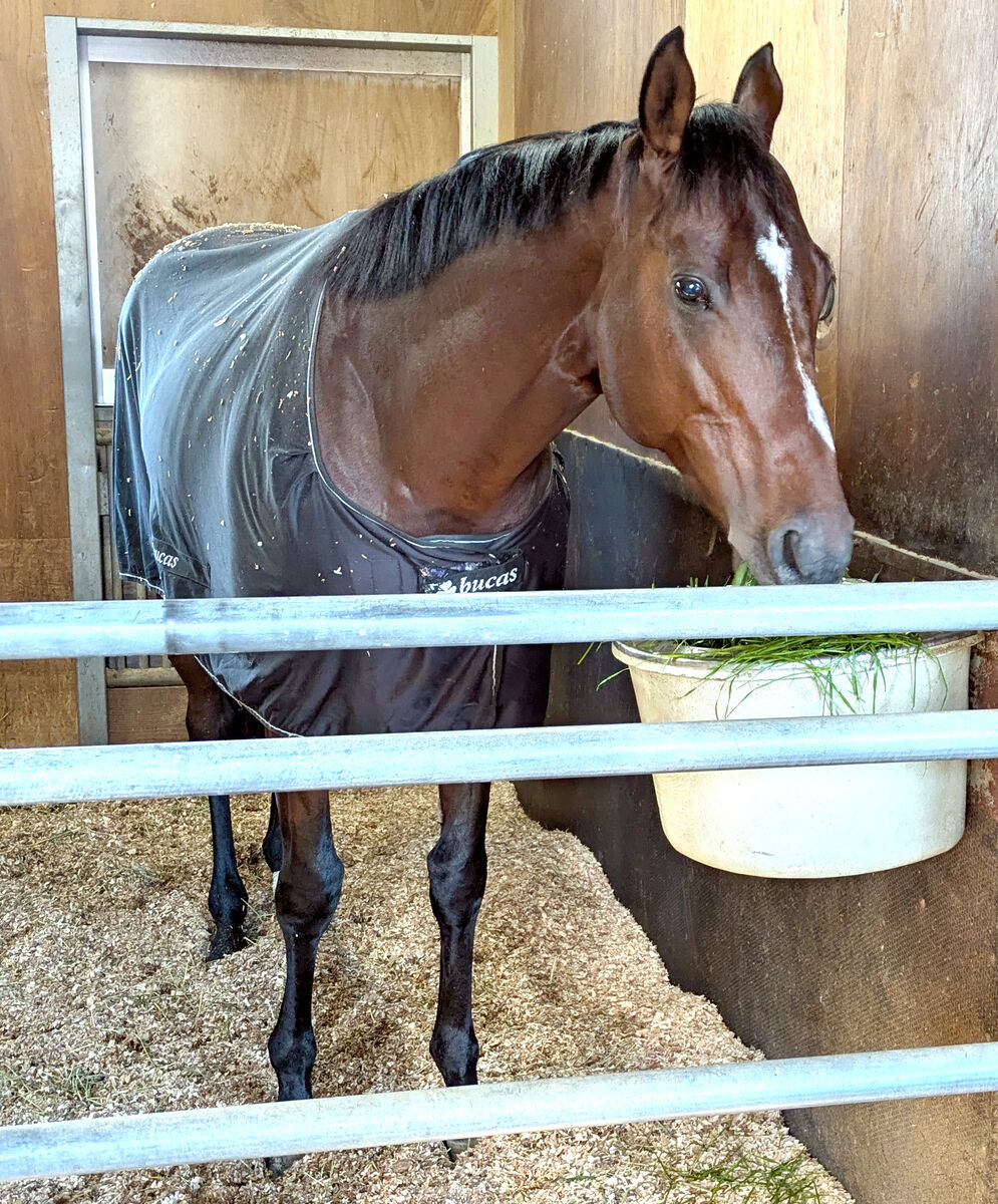 ジャパンＣ制覇ドウデュースいつも通りカイバをパクパク　一夜明け陣営「競馬後も元気で立ち上がっていたぐらい」