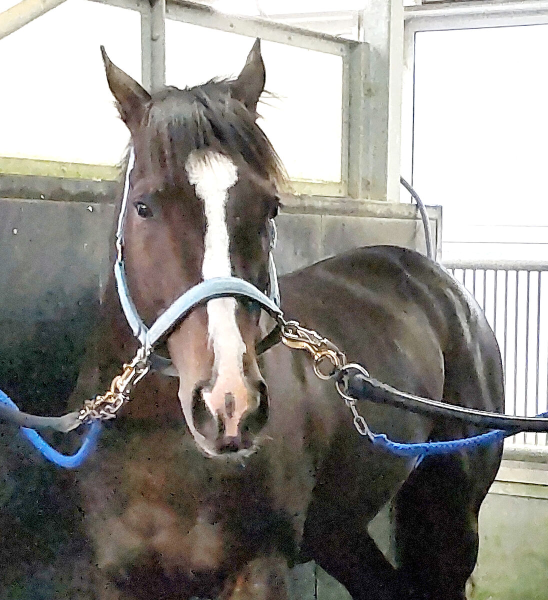 香港国際競走４競走の馬券発売要項を発表　ソウルラッシュ、ステレンボッシュなどが参戦予定