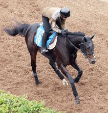 【ステイヤーズＳ】８歳馬のダンディズムは元気いっぱい　野中調教師「引っかからないので、折り合いの心配ない」