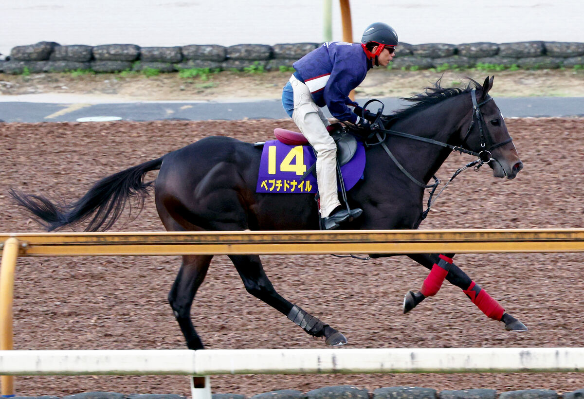 【チャンピオンズＣ】ダートＧ１勝利＋藤岡佑＋先行型で浮上した６歳馬