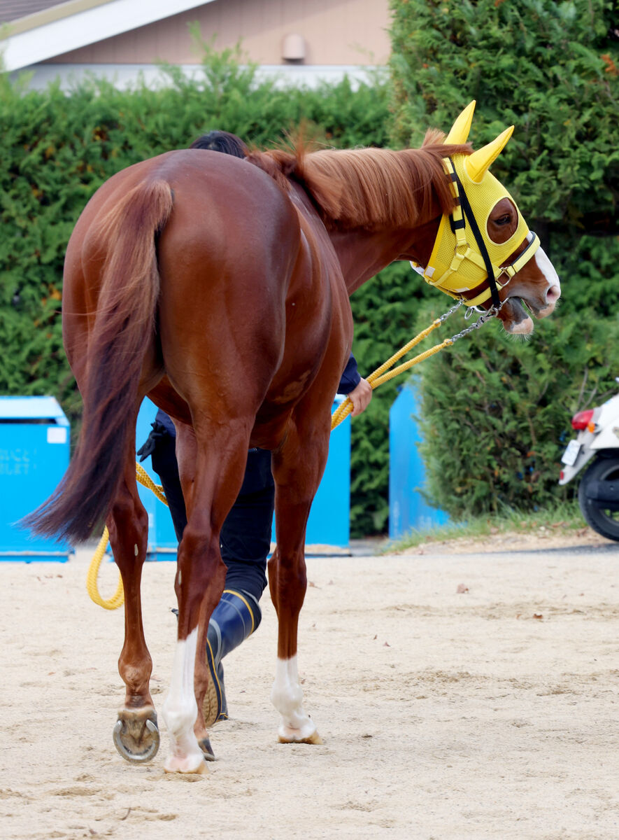 【チャレンジＣ】ドウデュース世代の５歳馬が１年７か月ぶりの実戦　イクイノックスに迫った豪脚復活へ仕上がり上々