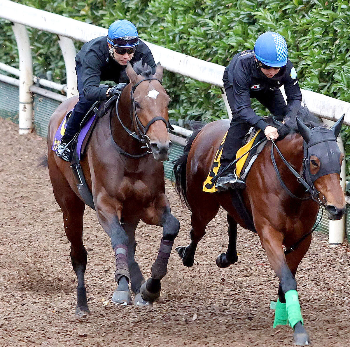 【チャンピオンズＣ】サンライズジパング伸び上々！武豊、Ｇ１で２５度タッグもまだ勝利がない音無調教師と「一緒に勝てたらすごくうれしい」