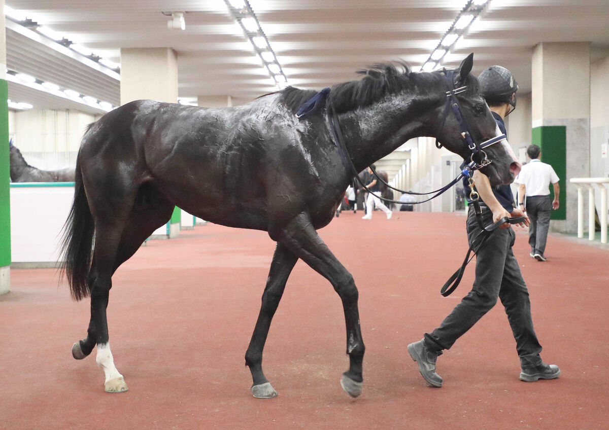 【注目馬動向】マスカレードボールはホープフルＳへ　アイビーSで無傷２連勝　マスクトディーヴァの半弟