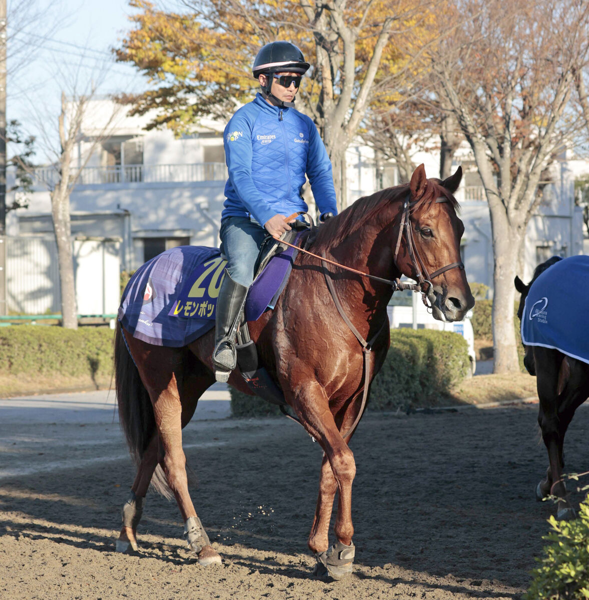 【チャンピオンズＣ】昨年の覇者レモンポップは最多３連対の１枠２番　田中博調教師「この馬らしさを見せられる」