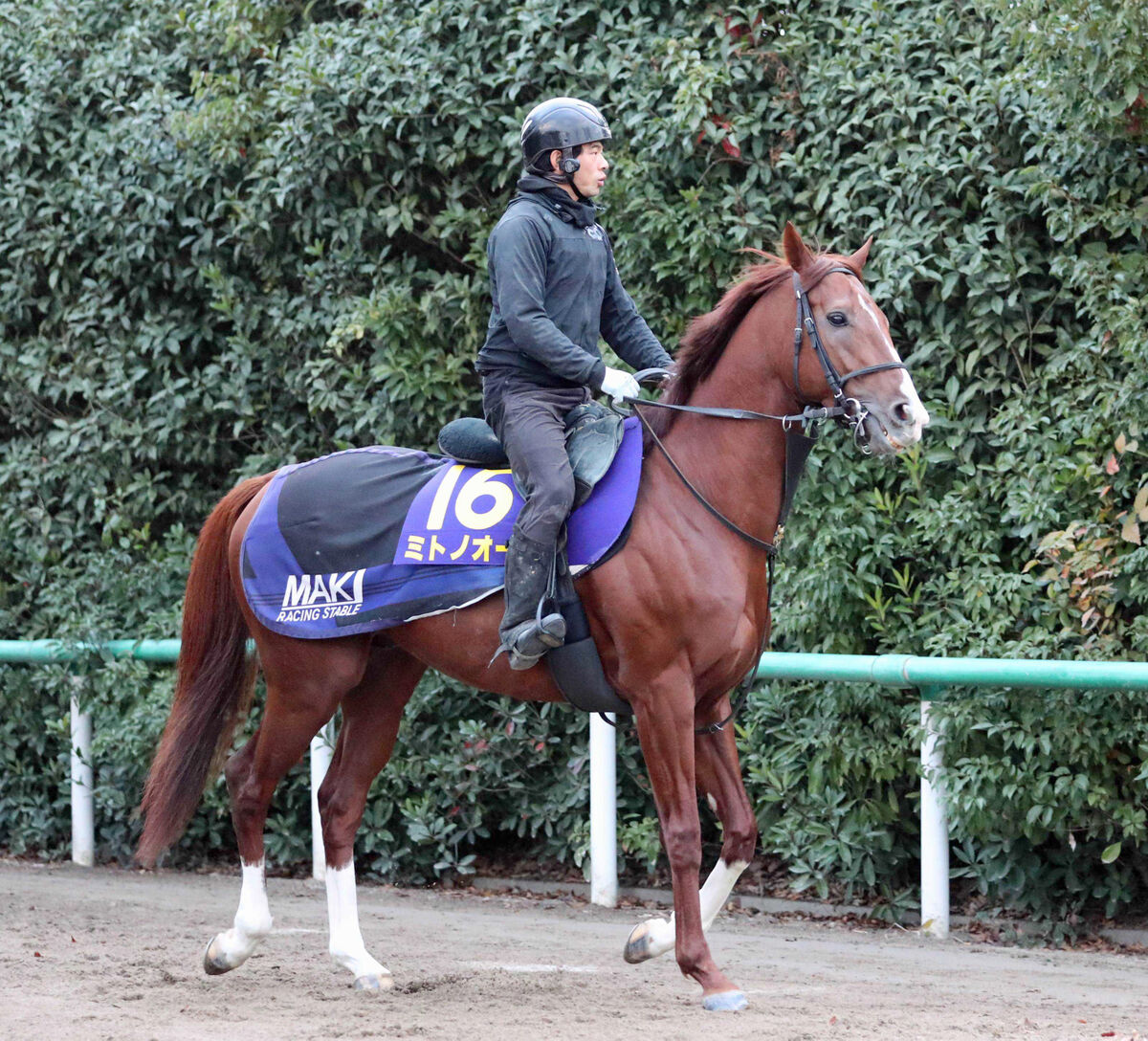 【チャンピオンズＣ】ＪＲＡ・Ｇ１初挑戦のミトノオーは６枠１１番　牧調教師「ここら辺ならいいかな」