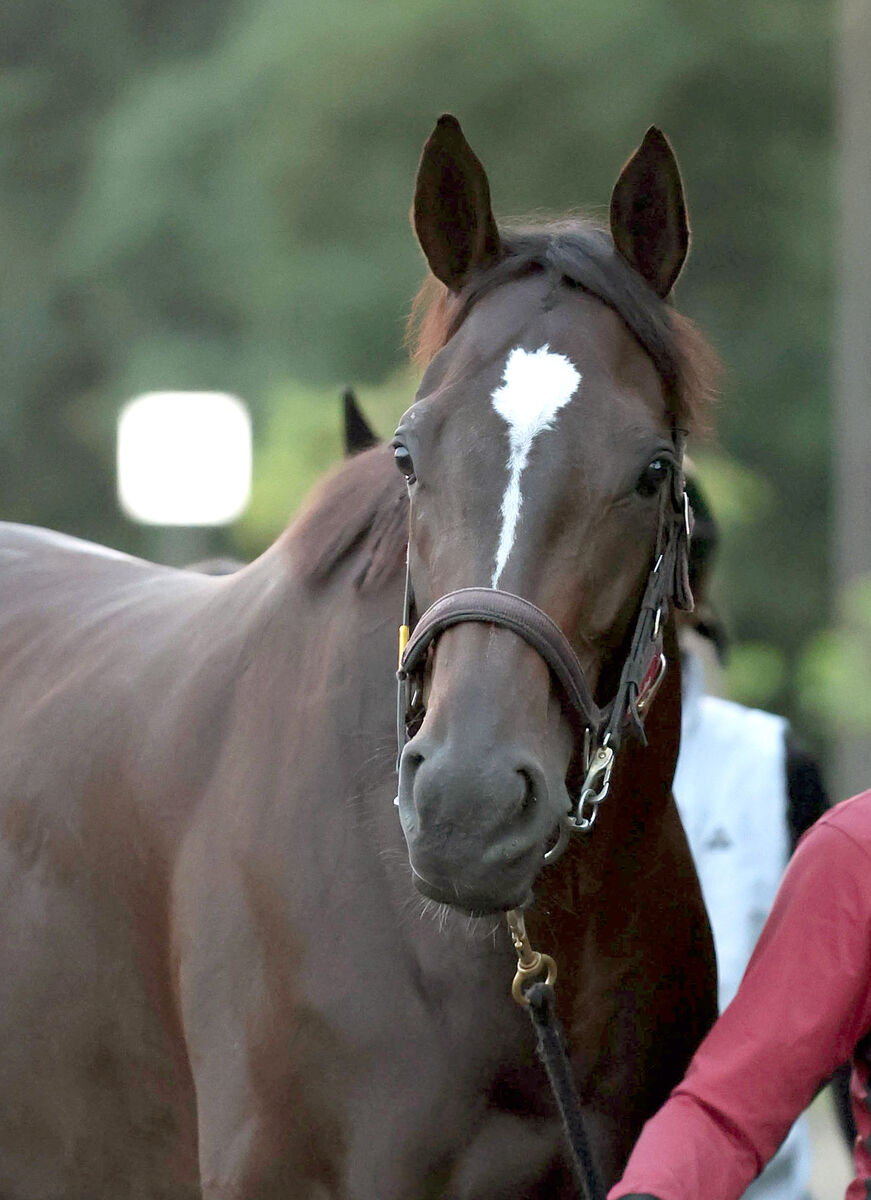 【注目馬動向】秋華賞１５着のクイーンズウォークは小倉牝馬Ｓで復帰が目標