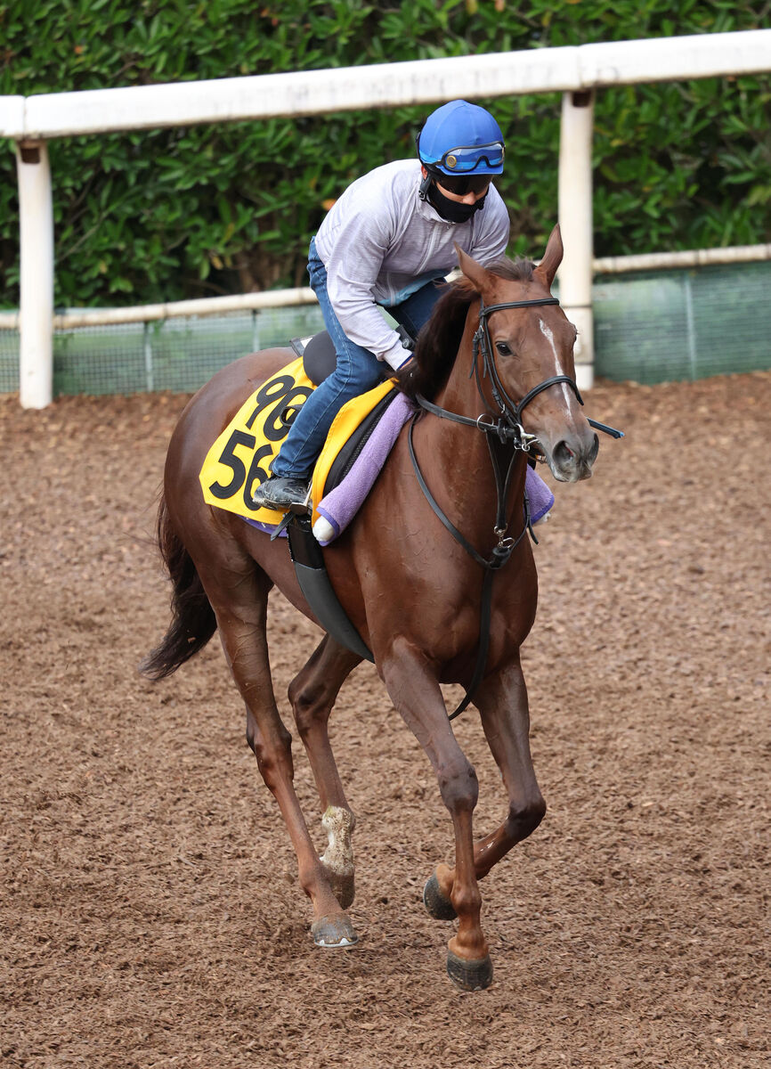 【注目馬動向】牝馬クラシック戦線で活躍したピンハイが繁殖入り…チューリップ賞ではナミュールの２着に好走