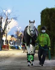 【チャンピオンズＣ】白さと強さに磨きをかけたガイアフォース　長岡禎仁騎手「いい状態をキープできています」