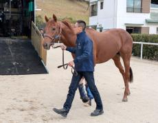 【チャンピオンズＣ】引退レースのレモンポップが中京競馬場に到着　陣営「やれることはやりました」