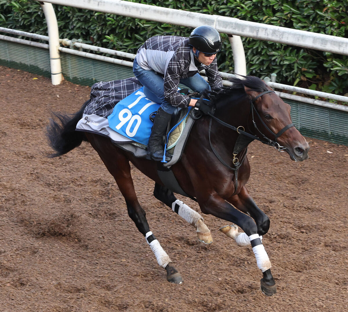 土曜京都競馬場の注目激走馬…京都１１Ｒチャレンジカップ・Ｇ３