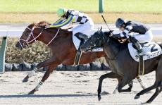 【中山４Ｒ・２歳新馬】単勝２・０倍のトニケンサンバが完勝　菅原明良騎手「余力残しで勝てた」