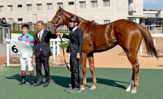 【京都６Ｒ・２歳新馬】ソニックステップが接戦を首差制す　西村淳也騎手「調教の動きから自信があった」