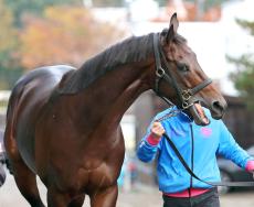 【チャンピオンズＣ】２番人気ウィルソンテソーロ鼻差２着でＧ１級競走連勝ならず