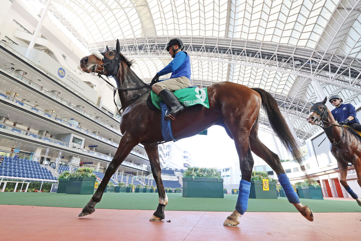 【香港ヴァーズ】ステレンボッシュは最終追い切りでモレイラ騎手が騎乗へ　国枝調教師「落ち着いている」