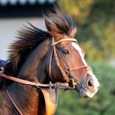 【注目馬動向】ジャパンＣ９着のダノンベルーガ、１０着のシュトルーヴェは有馬記念へ