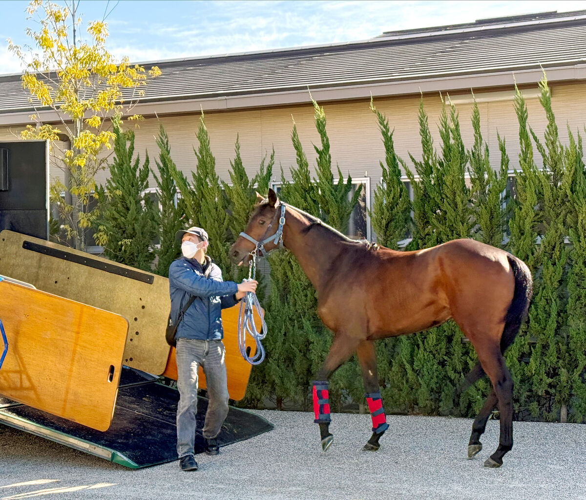 【阪神ＪＦ】ブラウンラチェットが京都競馬場に到着　アルテミスＳ覇者に陣営「いつもと変わりません」