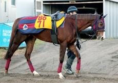 【カペラＳ】３歳馬が１、２番人気　馬連は１０倍以下なしの混戦模様　前日オッズ