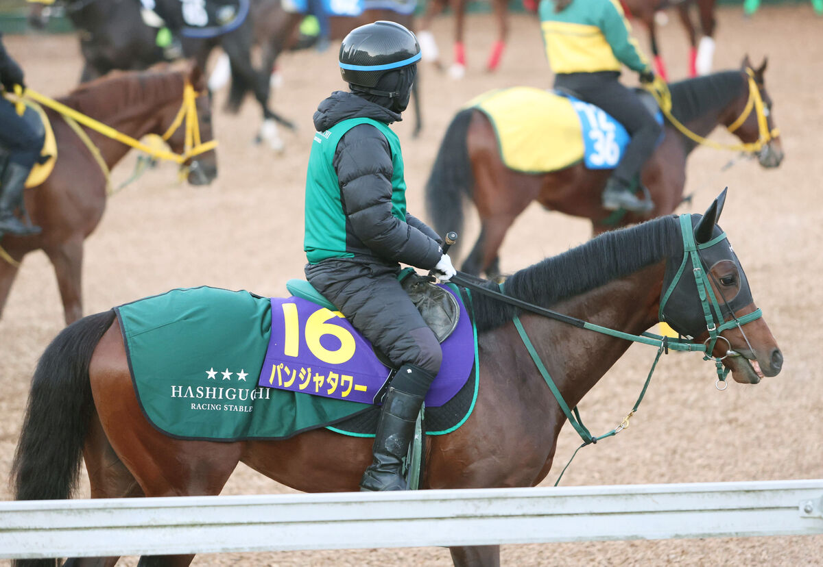 【朝日杯ＦＳ】３年連続勝利中の２戦２勝馬　今年はお尻の「ポンポン」がトレードマークのパンジャタワーに注目